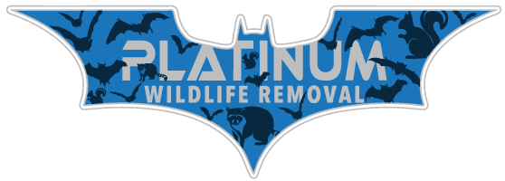 Wildlife Removal Bangor